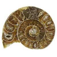 Pietra Fossile Ammonite