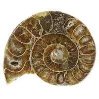 Gioielli Dimora degli Angeli Ammonite