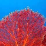 Corallo Naturale
