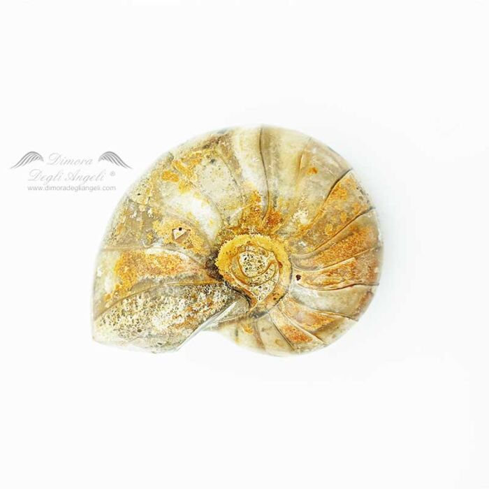 Ammonite pietra fossile organica 2545