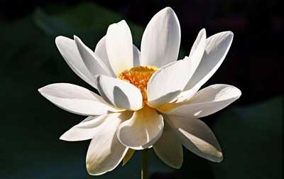 fiore di loto simbolo